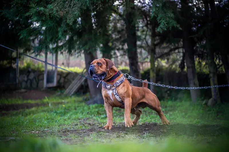 Boerboel on a leash standing calmly outdoors