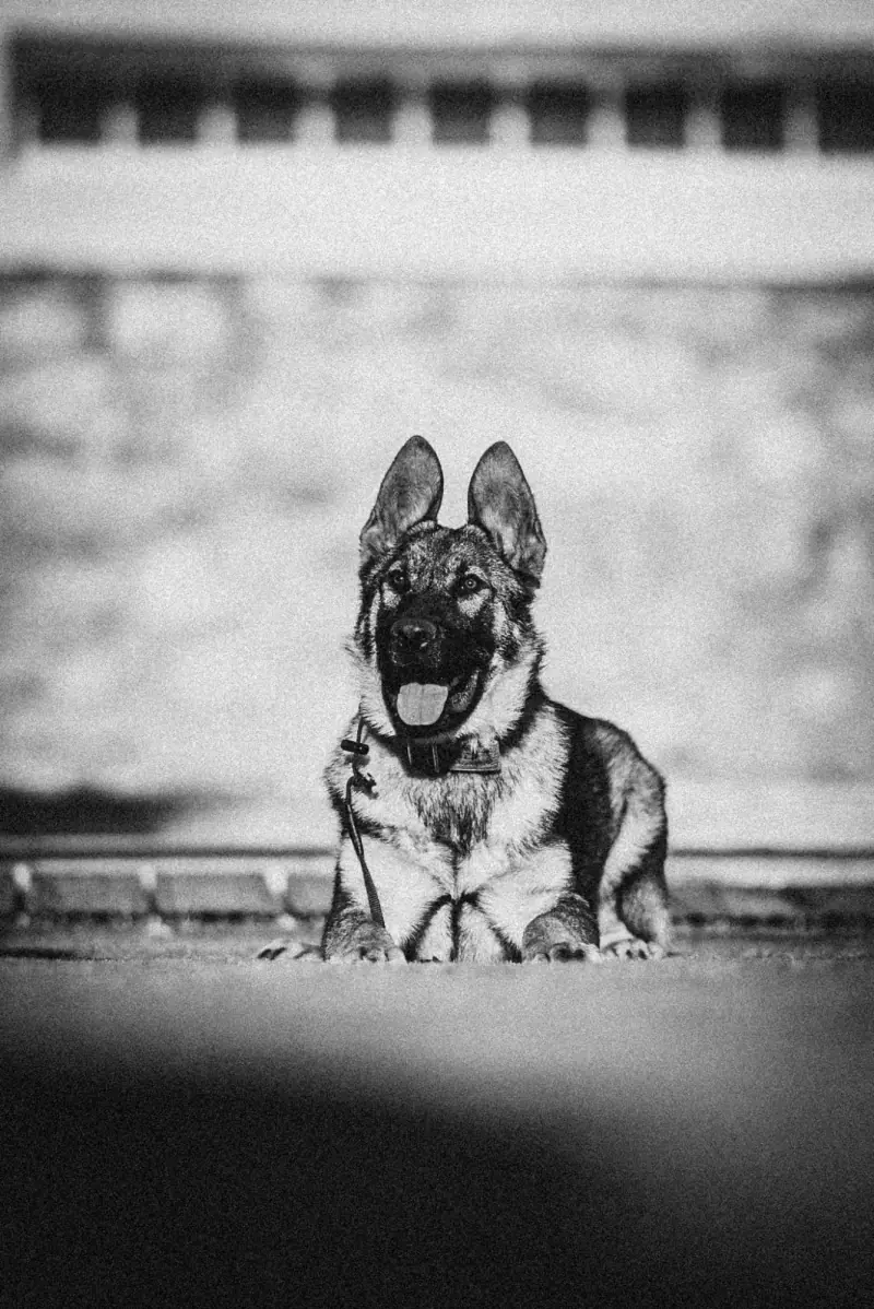 What Makes a Real Protection Dog: A Practical Perspective