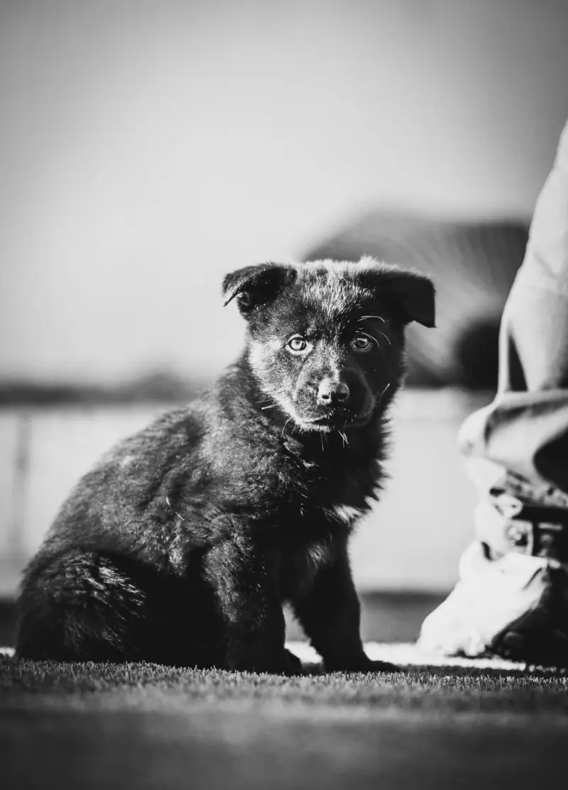 How Real Protection Dogs Are Trained