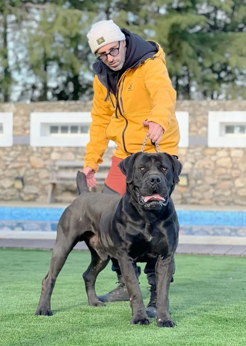 Rui Navarro handling a big protective dog under control