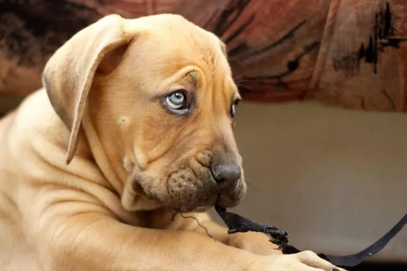 Young South African Boerboel puppy at Elite Boerboels