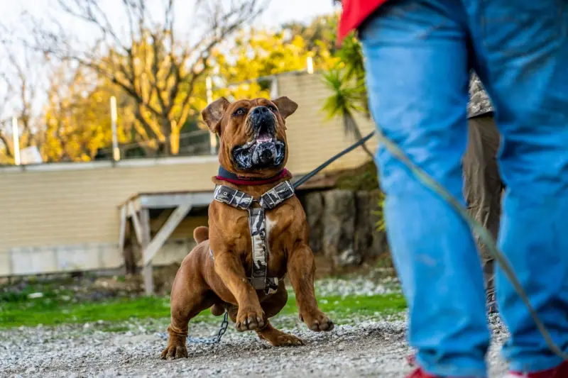 Boerboel switched on during a training session on the leash