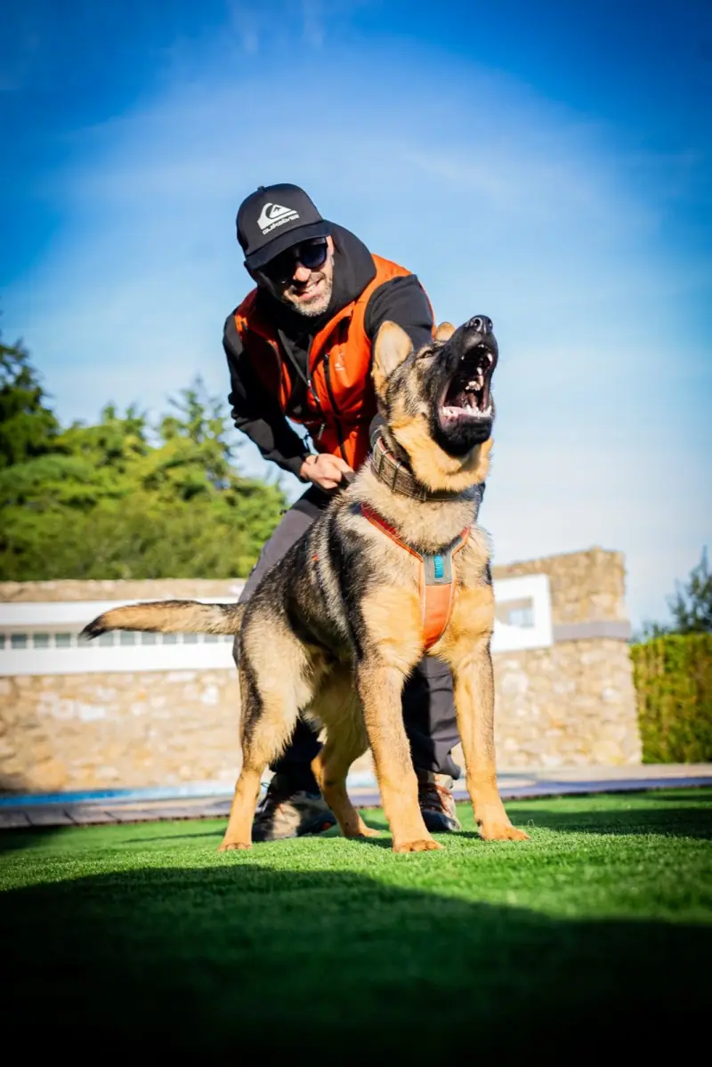 Dog in high drive barking while Rui Navarro keeps control