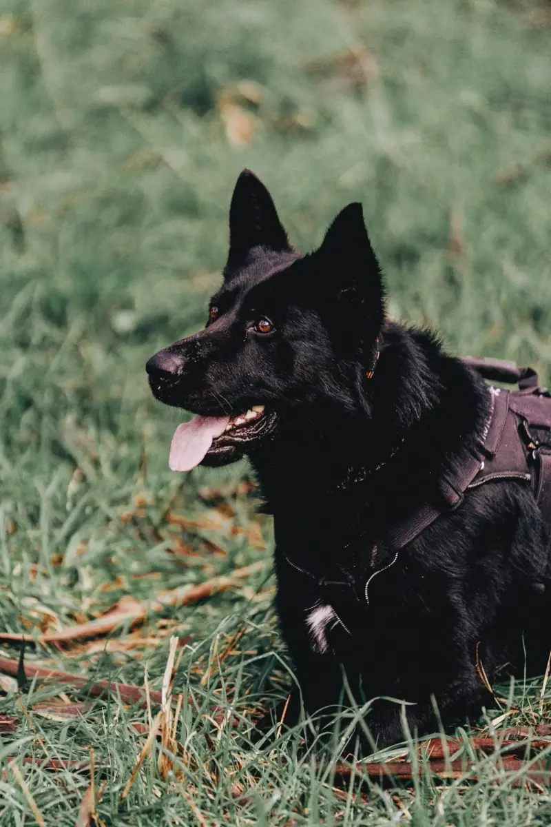 Atilla, a black German Shepherd, resting in grass