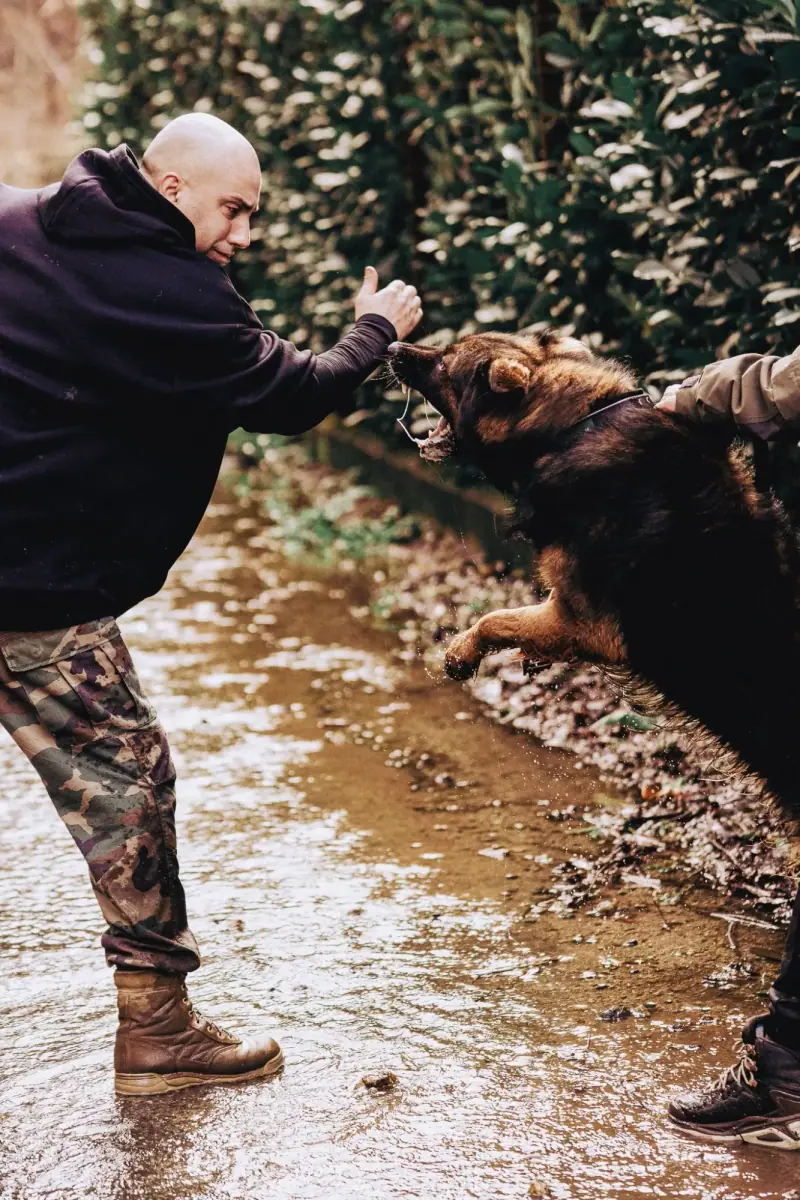 German Shepherd held by a handler while facing another person outdoors.