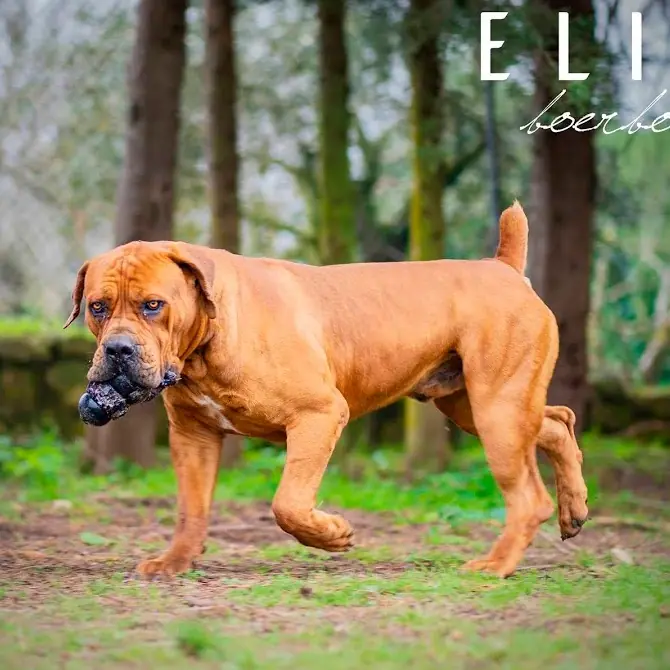 Boerboel Tarzan walking with a toy in his mouth