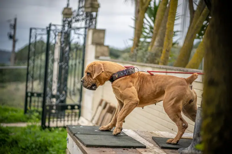 Young Boerboel standing alert at the gate